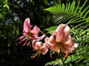 02 Lilium martagon (Giglio martagone)